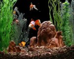 Goldfish Aquarium 2 ( 