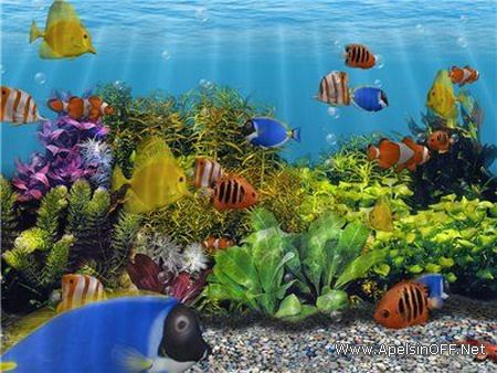 3D Fish School Screensaver 4.7 