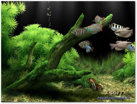 Dream Aquarium 1.24 Screensaver