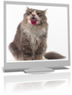 Cкринсейвер "Кошка облизывает экран"